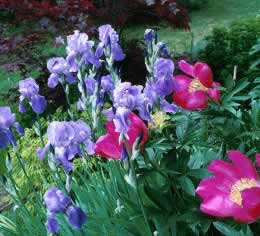 Garden is rich with split-complimentary colors