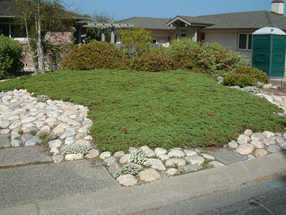 Lawn Substitute Garden Ideas