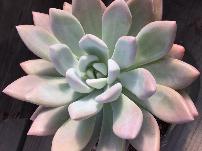 Plant photo of: Graptoveria 'Opalina'