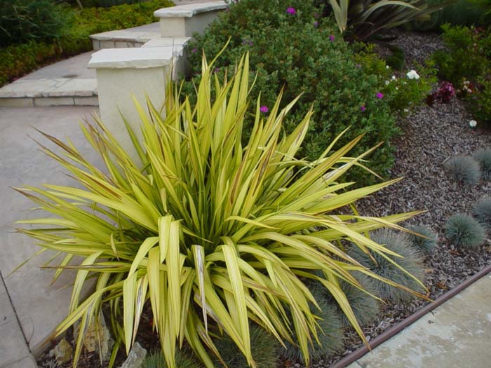 Plant photo of: Phormium 'Yellow Wave'