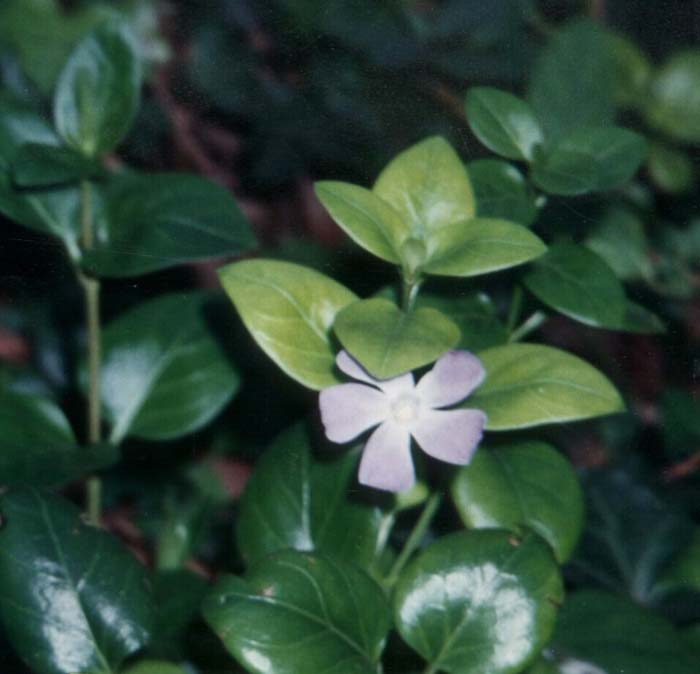 Plant photo of: Vinca major