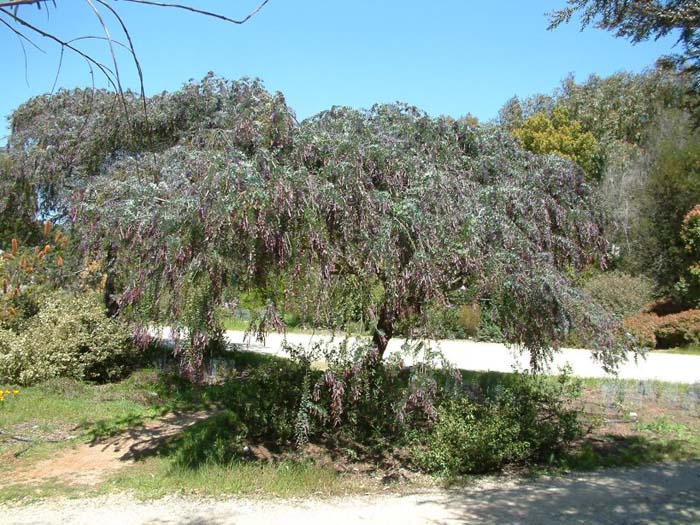 Purple Leaf Acacia