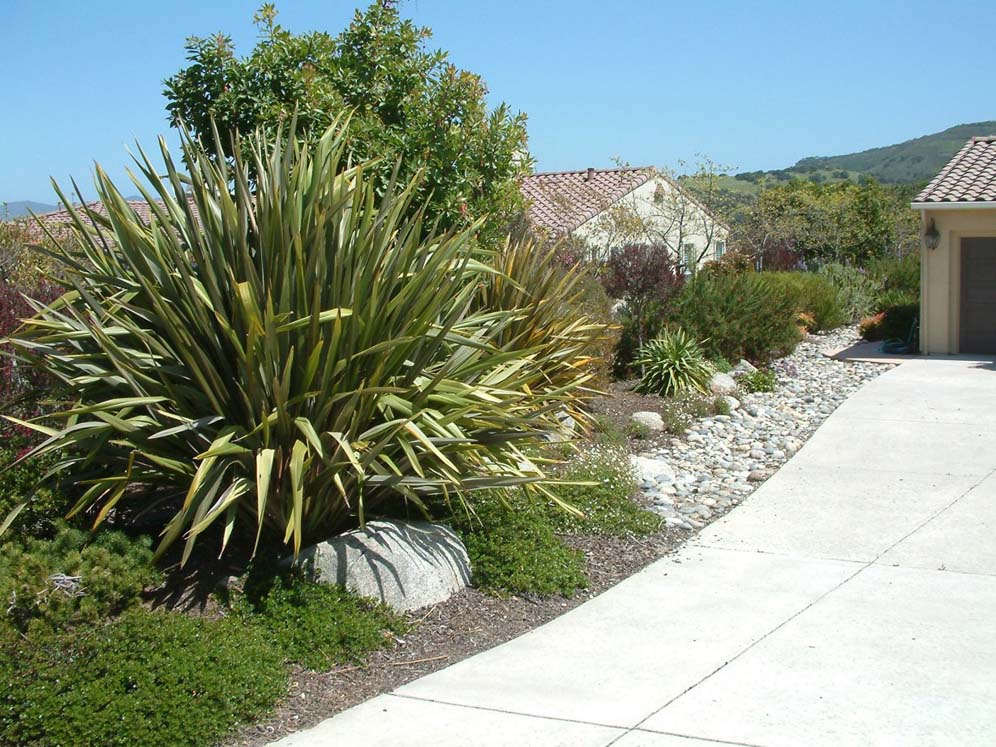Grand Phormium