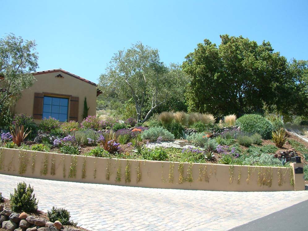 Groundcover and Stucco Wall