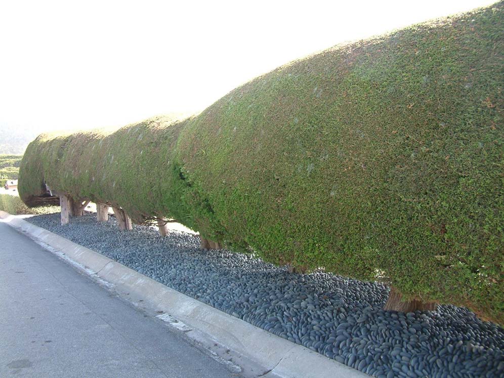 Hedges