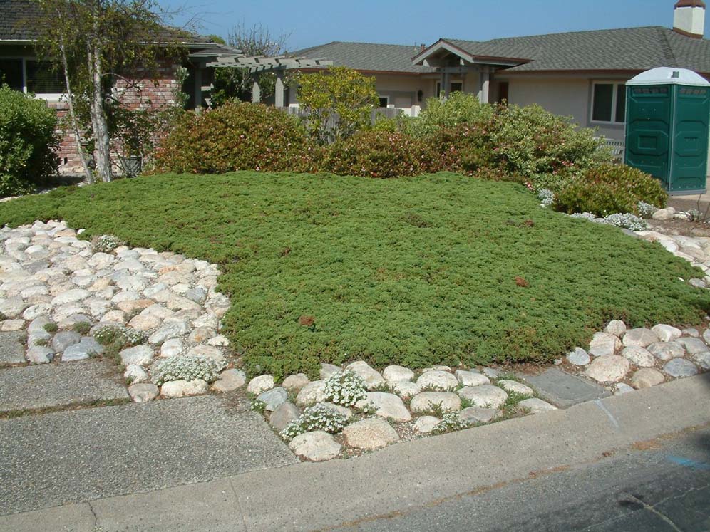 Lawn Substitute Garden Ideas