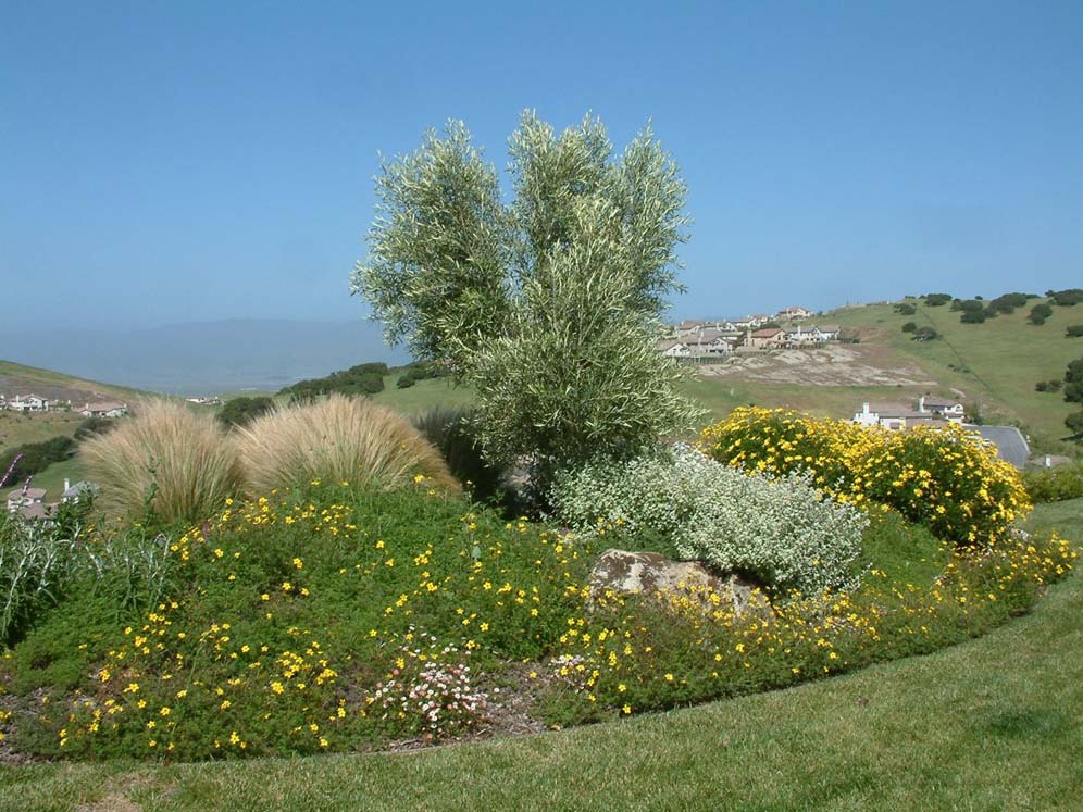 Berm of Vibrant Beauty