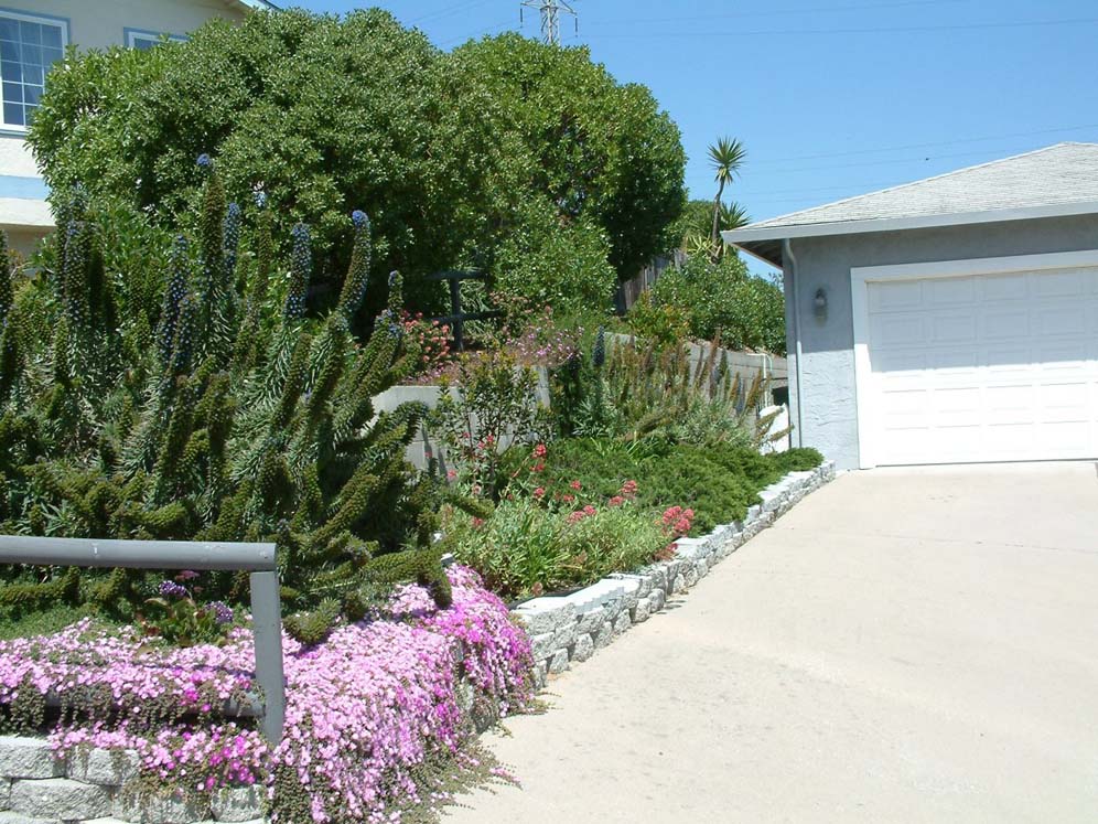 Monterey Xeriscape