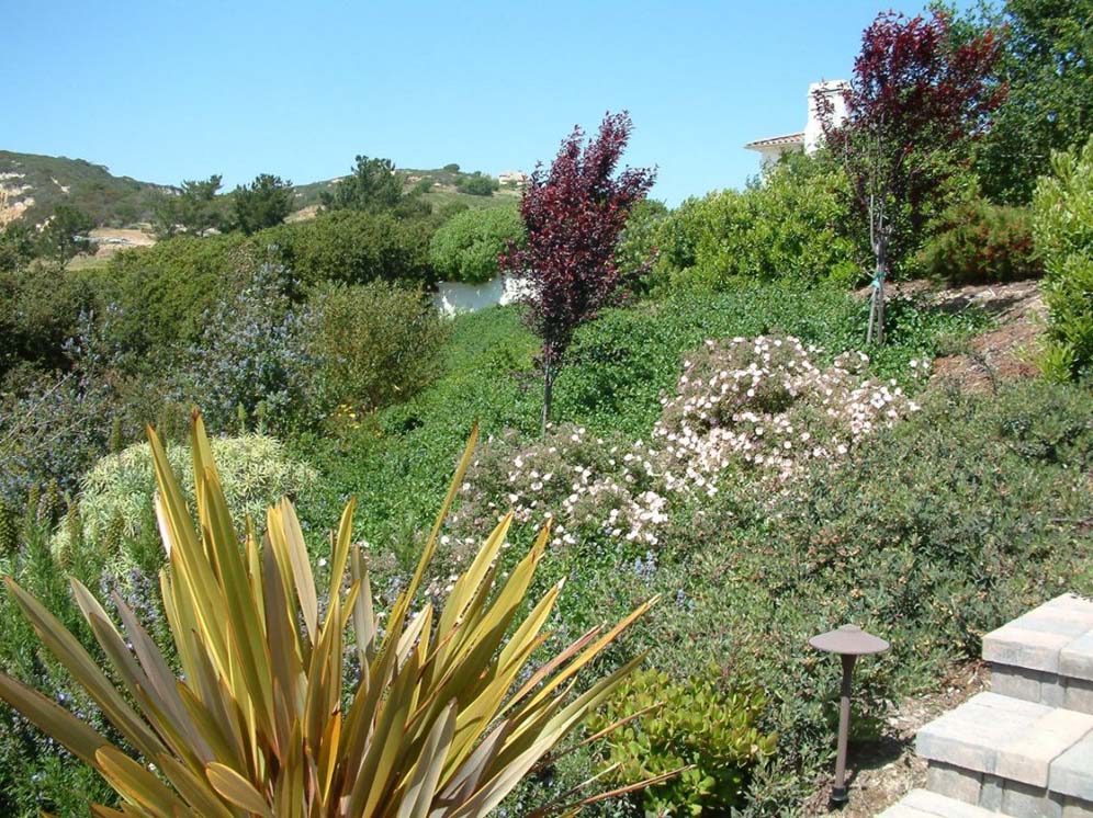 Luscious Hillside