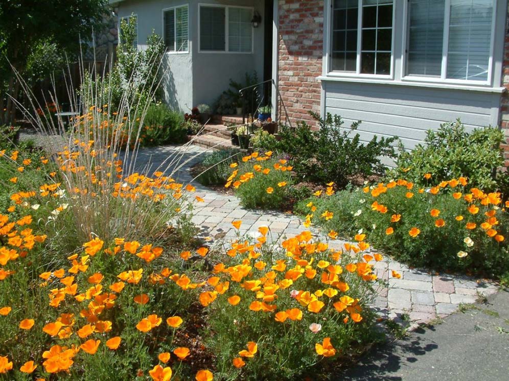 Golden Native Garden