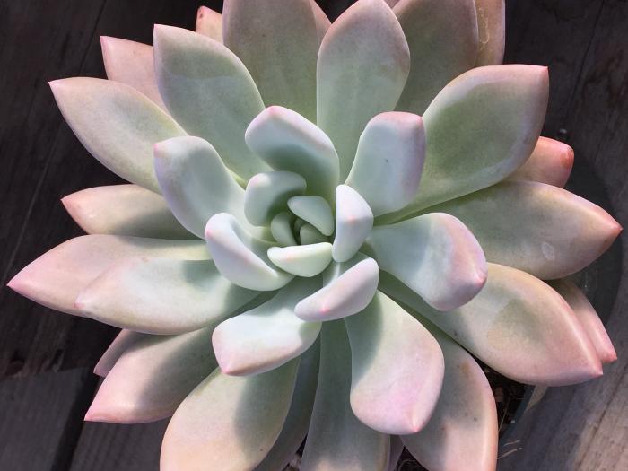 Graptoveria 'Opalina'