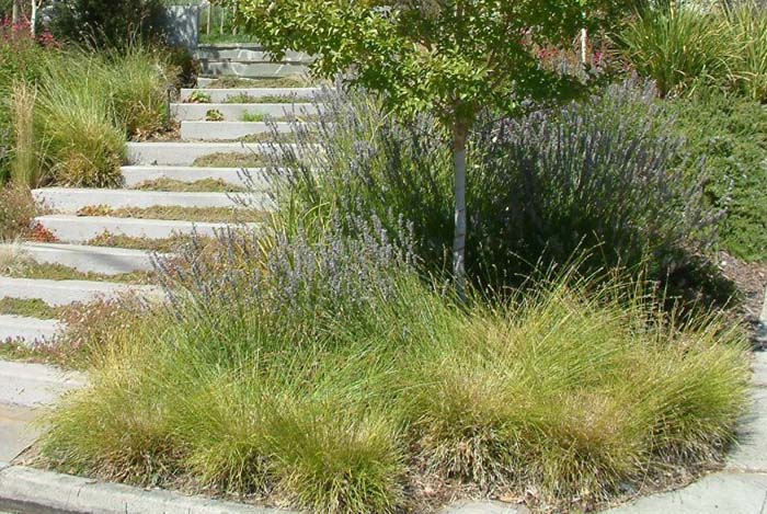 Carex tumulicola