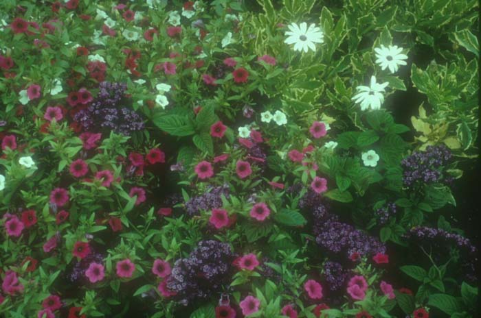 Osteospermum 'Sparkler'