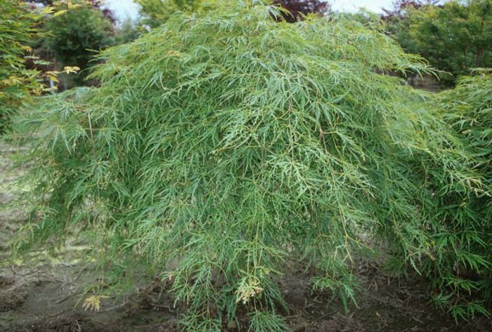 Japanese Green Lace