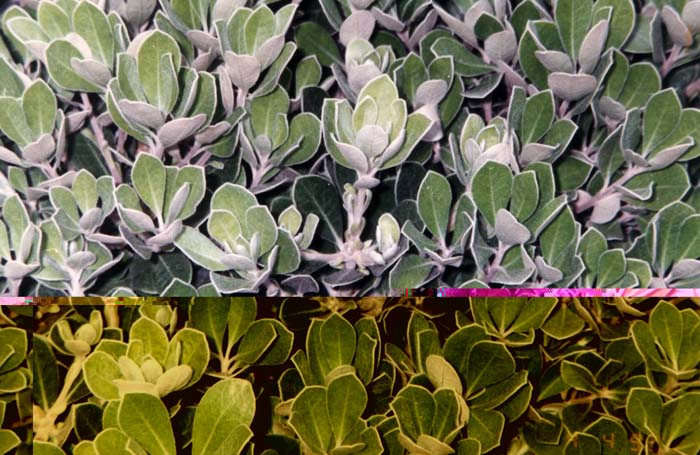 Plant photo of: Pittosporum crassifolium 'Compactum'