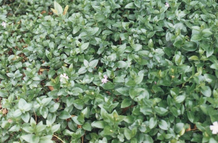 Plant photo of: Vinca major