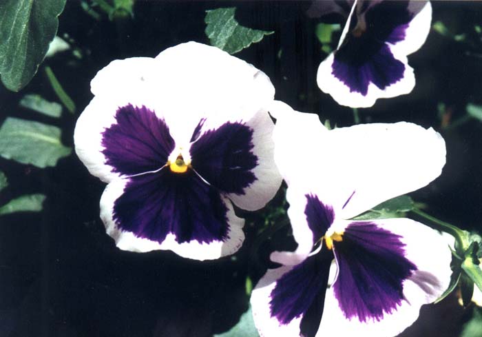 Common Pansy