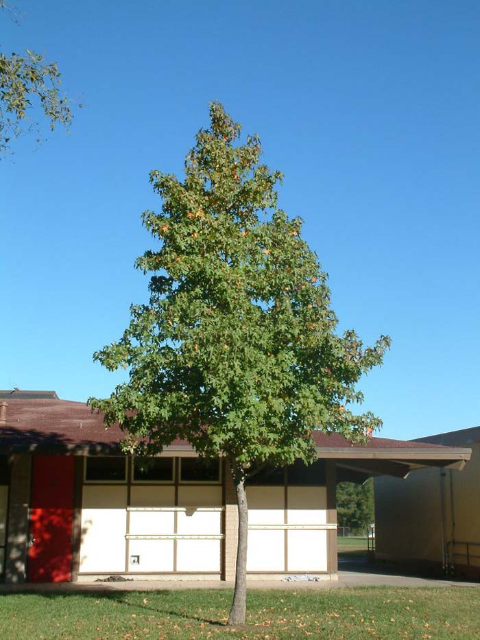 Liquidambar styraciflua 'Burgundy'