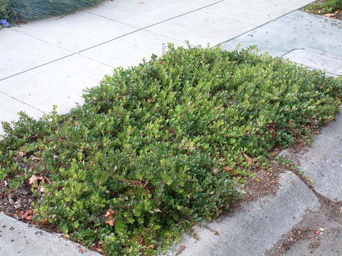 Arctostaphylos uva-ursi