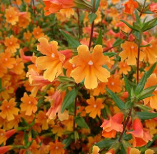 Sandy Soil Plants