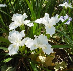 Shade Plants