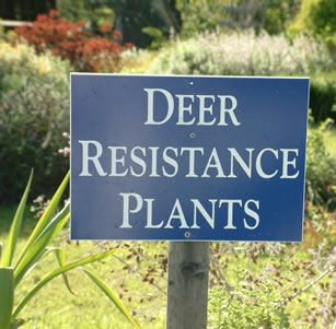 Deer Resistant Plants