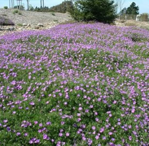 Ground Covers