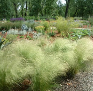 Ornamental Grasses & Clumping Plants