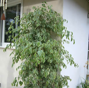 Patio Trees