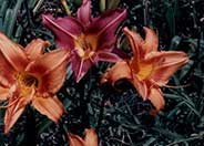 Orange Crush Day Lily