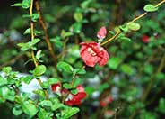 Japanese Flowering Quince
