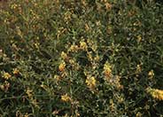 Deerweed