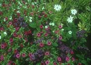 African Daisy