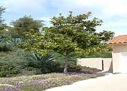 Southern Magnolia, Bull Bay