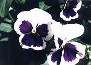 Common Pansy