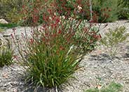 Kangaroo Paw